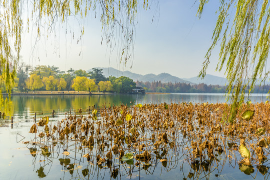 杭州西湖柳树秋景