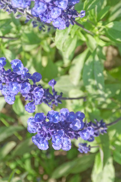 薰衣草花枝素材