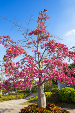 木棉花树