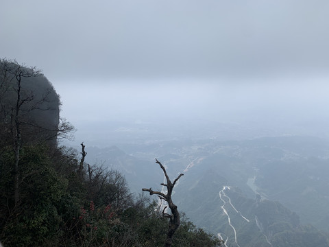 山顶植被