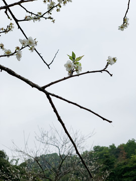 桃花