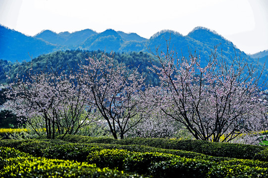 桃花山下