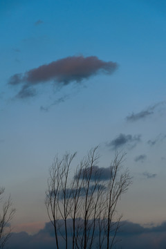 夕阳时的天空与枝条