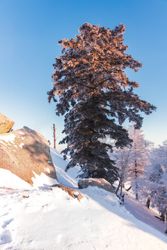 雪景树林