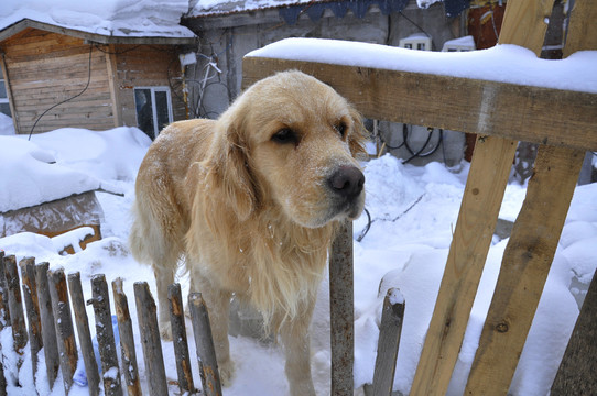 雪乡的狗