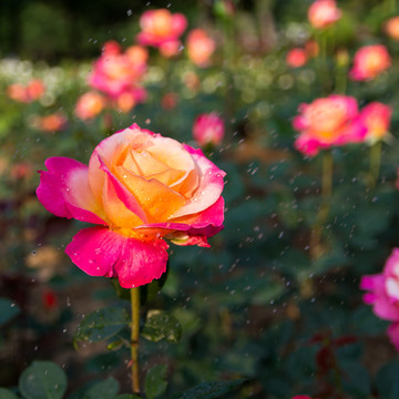 月季花特写