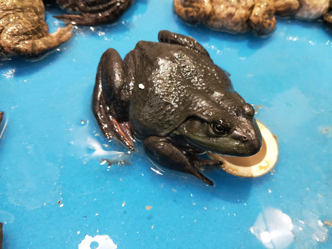 牛蛙