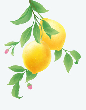 淡彩柠檬