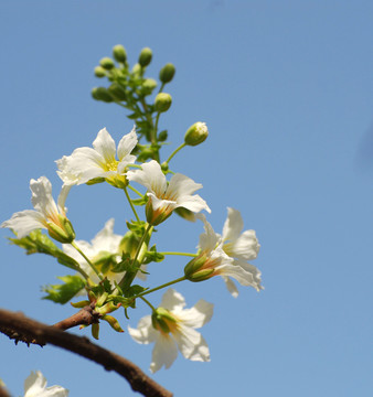 文冠果花