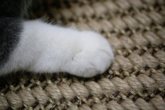 猫咪的爪子