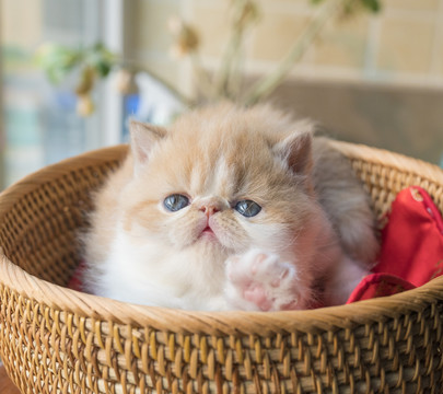 清新可爱的橘色加菲猫幼猫