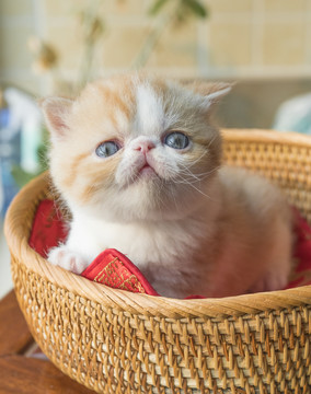 清新可爱的橘色加菲猫幼猫