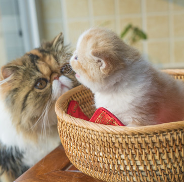 清新可爱的橘色加菲猫幼猫