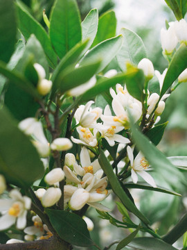 栀子花