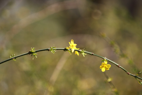 一枝迎春花