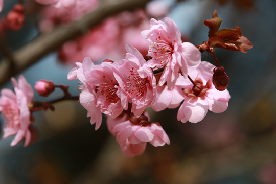 梅花簇蔟