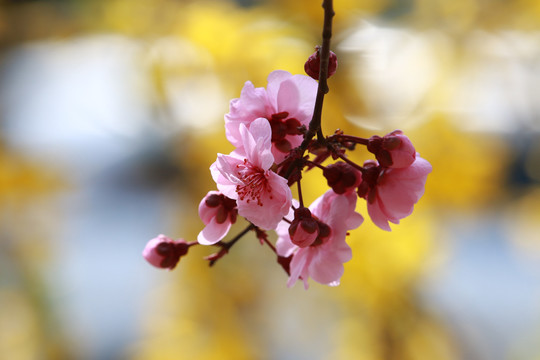 梅花