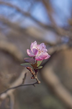 海棠花垂丝海棠