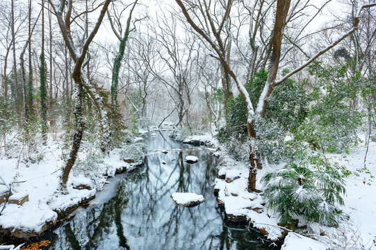 中山植物园之冬