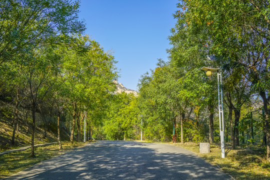 森林公路高清大图