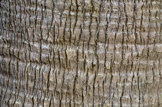 粗糙的树皮表面肌理