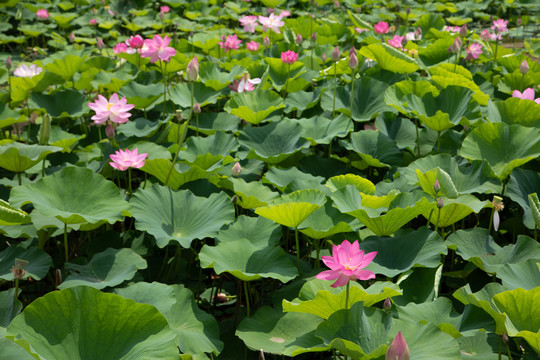 夏荷叶荷花莲花池塘