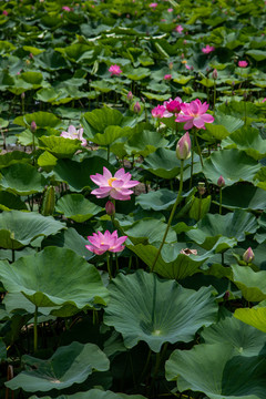 夏荷叶荷花莲花池塘