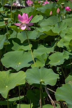 夏荷花荷叶莲花池塘