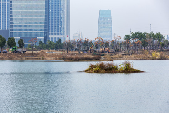 湿地水鸭