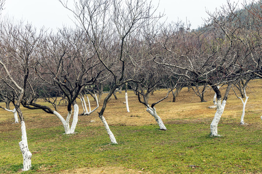 冬天的杏树林