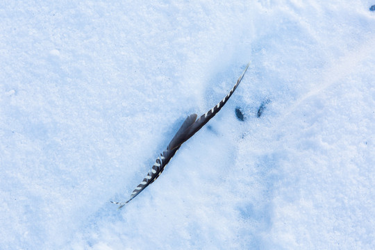 雪地上的黑色羽毛