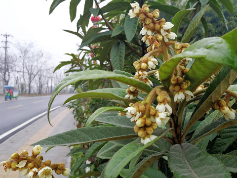 枇杷花