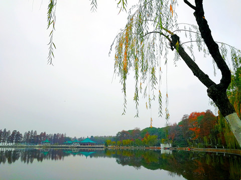 湖边垂柳