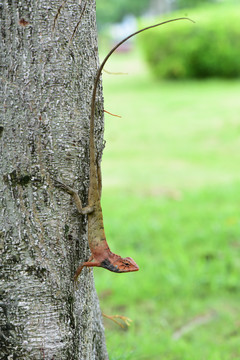 爬在树杆上警惕观望的变色树蜥