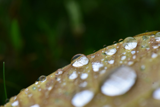 雨季过后落叶上的水珠微距特写