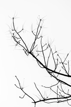 黑白树枝枯枝