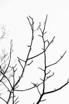 冬天枯枝树枝