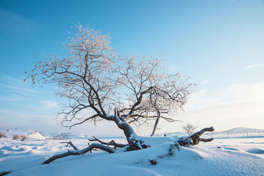 雪景