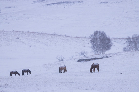 雪景