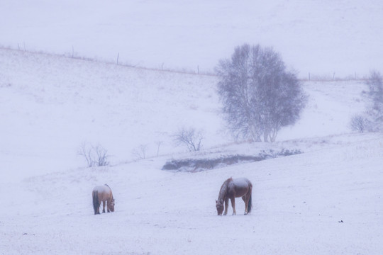 雪景