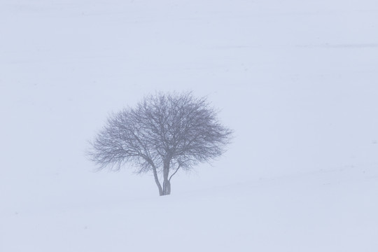 雪景