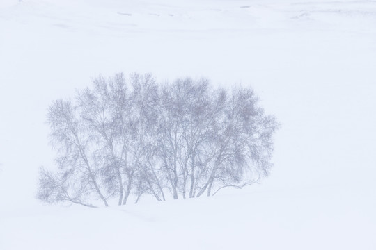 雪景