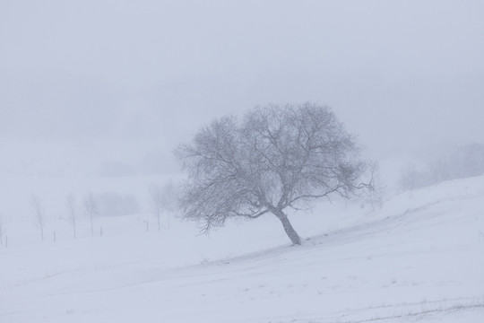 雪景