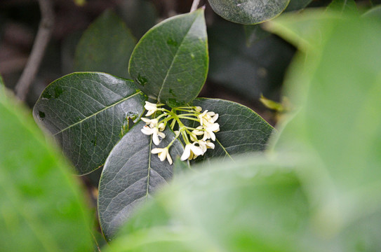 桂花