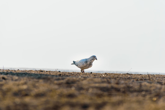 沙滩上的一只白鸽
