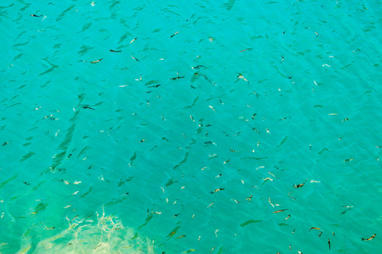 清澈水中的鱼群
