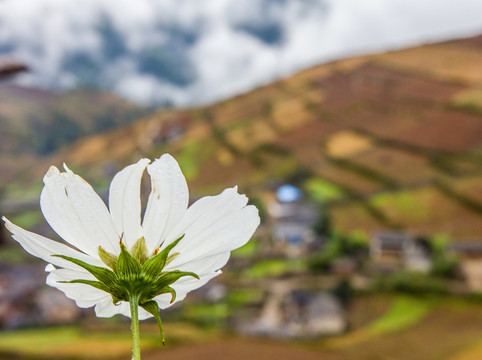 格桑花