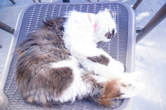 猫