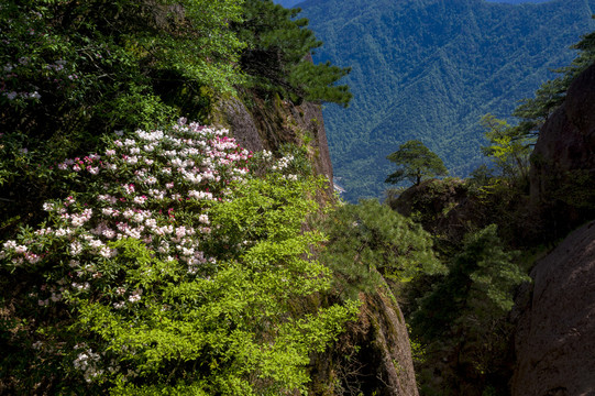 黄山