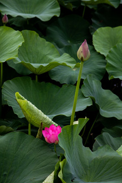 夏荷叶粉色荷花莲花池塘